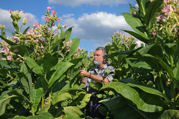 Wall Mural - Farmer or agronomist examining and picking leaf of tobacco plant in field