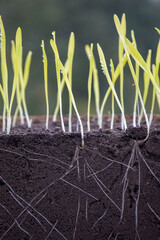 Wall Mural - Sprouted shoots of barley and wheat in soil with roots. Blurred background.