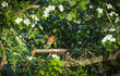 Robin sitting in a hawthorn hedge with blossom in spring, UK