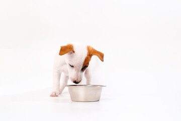 Wall Mural - jack russell terrier puppy with a bowl for water or food on a white background. 