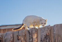 White Cat With Blue Eyes Walking On Wooden Fence