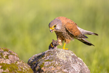 Poster - Common Kestrel Perched Eating Mouse