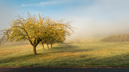 Wall Mural - beautiful fall trees on the field on a misty morning