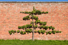 Espalier Fruit Tree (pear) Against Brick Wall In UK Garden