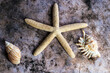 starfish and seashell on color background.
