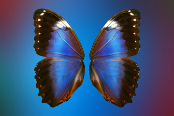 Aufkleber - magic blue wings. bright colorful wings of a tropical morpho butterfly on a blue-purple blurred background