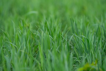 beautiful smooth green summer grass
