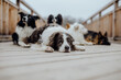Senior Border Collie Rüde und sein Hunderudel bei einem winterlichen Rudelshooting