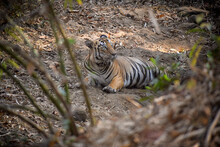 Taru Male Tiger Relaxing In A Small Pond On A Hot Summer Day In Tadoba National Park