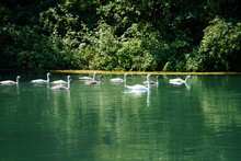 Family Of Swans In The Sile River Near Treviso