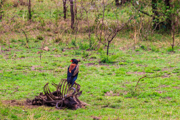 Bateleur (Terathopius ecaudatus) perched on a wildebeest skeleton in Serengeti National park in Tanzania