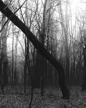 Dark Misty Forest, Black Metal Forest, Black And White Scary Forest