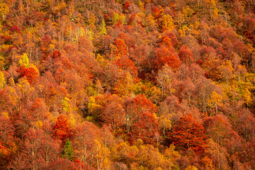 Beautiful autumnal foliage with red leaves on a mountain wood in Biella,  Piedmont, Italy