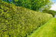 Long gree hedgerow along a street in front of residential house