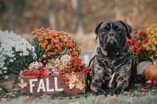 Dog With Pumpkins In The Park. Bullmastiff Dog Dog Breed. Halloween And Thanksgiving Holidays. Harvest