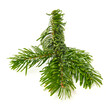 Branch of Nordmann fluffy Fir Christmas Tree. Green pine, spruce twig with the needles. Isolated on white background. Front view in high resolution full depth.