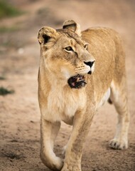 Sticker - Majestic African lioness Queen of the jungle - Mighty wild animal of Africa in nature