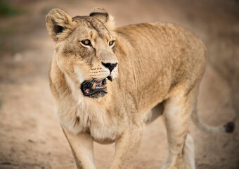 Poster - Majestic African lioness Queen of the jungle - Mighty wild animal of Africa in nature