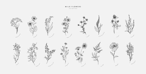 Wall Mural - trendy floral branch and minimalist flowers for logo or decorations. hand drawn line wedding herb, e