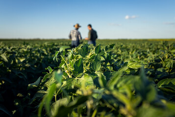 Wall Mural - Close up of soy corp in field with two farmers in the back.