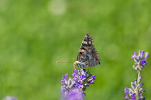 Painted Lady (Vanessa Cardui) Butterfly Perched On Lavender In Zurich, Switzerland