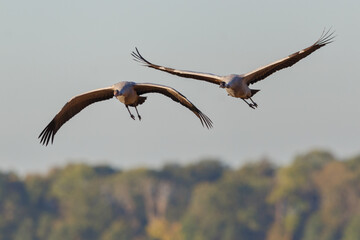 Wall Mural - two cranes (grus grus) flying in front of green forest