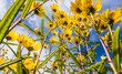Swamp Sunflower ion the New River Gorge area of West Virginis USA