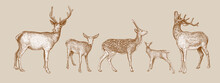 Set Of Hand Drawn Sketches Of Deer Isolated On Beige Background. Vector Illustration Of Wild Stag. Vintage Engrave Of Sika Deer. Forest Animals Sepia Sketch