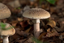 Blusher (Amanita Rubescens) Three Copies Amidst Autumn Leaves On Forest Floor