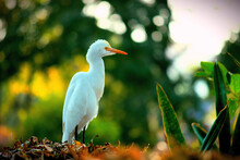 A Portrait Of A Cattle Egret In Outdoors