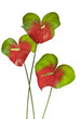 ramo de flores anthurium rojos y verdes aislados