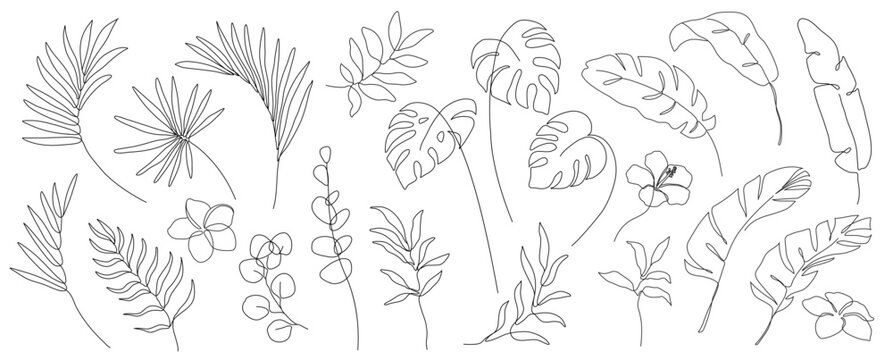 set of one line drawing modern minimalist tropical monstera eucalyptus banana exotic palm leaves bra