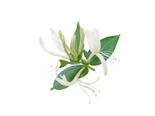 Honeysuckle Or Lonicera Flowering Branch Isolated Transparent Png. White Fragrant Lonicera Flowers.
