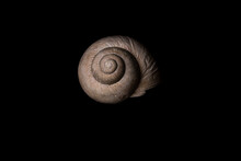 Snail Shell On Black