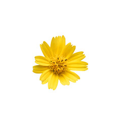 small yellow flower wedelia isolated from background. nature cutout blossom flower with transparent 