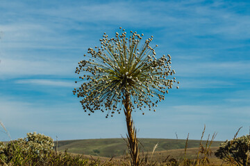 evergreen plant in Serra da Canastra, Minas Gerais State, Brazil