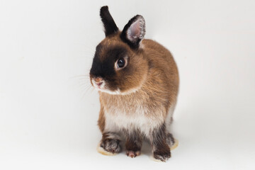 Wall Mural - Netherland Dwarf rabbit isolated on white background