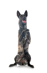 Wall Mural - Dutch Shepherd in studio