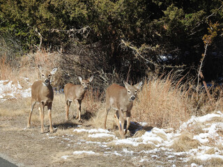 Wall Mural - Three whitetail deer, does enjoying a beautiful winters day at the Sandy Hook, Gateway National Recreation Area, in Monmouth County, New Jersey.