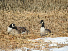 A Pair Of Canadian Geese Relaxing In The Wetland Reeds On The Shores Of Sandy Hook, Gateway National Recreation Area, Monmouth County, New Jersey.