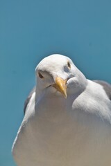 Canvas Print - Vertical close-up of a European herring gull (Larus argentatus) with a blue sky in the background