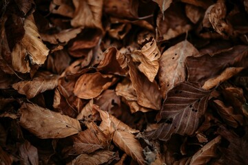 Canvas Print - Closeup of dried brown leaves on the ground in autumn in Abruzzo National Park, Italy