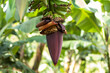 canvas print picture - Beautiful banana flower hanging on a banana tree in Minas Gerais, Brazil - Flor de banana na bananeira, em Minas Gerais, Brasil