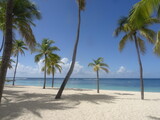 Fototapeta Las - Des palmiers sur la plage de sable blanc devant la paradisiaque mer turquoise