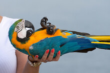 Blue And Gold Macaw Or Ara Ararauna Parrot Lies On Its Back In The Palm Of A Woman.