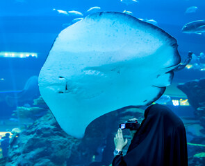 Wall Mural - Arab woman at aquarium in Dubai with cramp-fish close up. Underwater wildlife