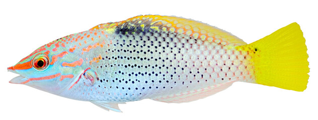 Canvas Print - Checkerboard Wrasse. Halichoeres hortulanus. PNG masked background.
