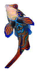 Sticker - Mandarin Fish. Synchiropus Splendidus.. PNG masked background.
