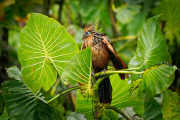 Wall Mural - Hoatzin or hoactzin (Opisthocomus hoazin) tropical bird in Opisthocomiformes, found in swamps, riparian forests, and mangroves of the Amazon and the Orinoco basins in South America, chicks have claws