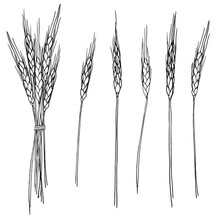 Set Of 5 Black And White Wheat Stalk Illustrations